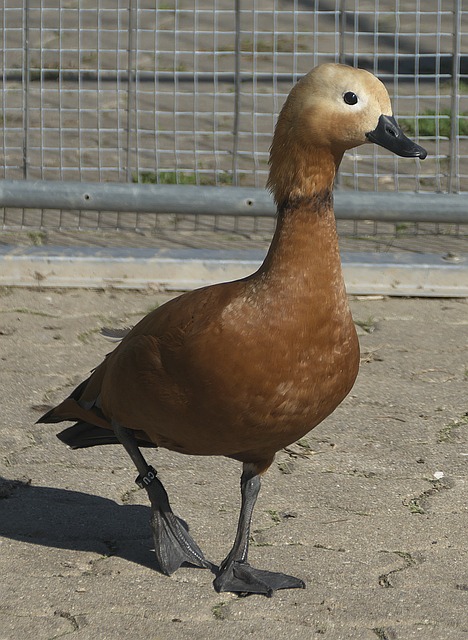 的冰上